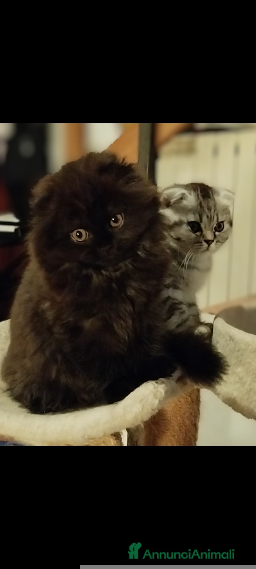 Scottish gatti in vendita: Disponibile scottish fold longhair  - Annuncio 1
