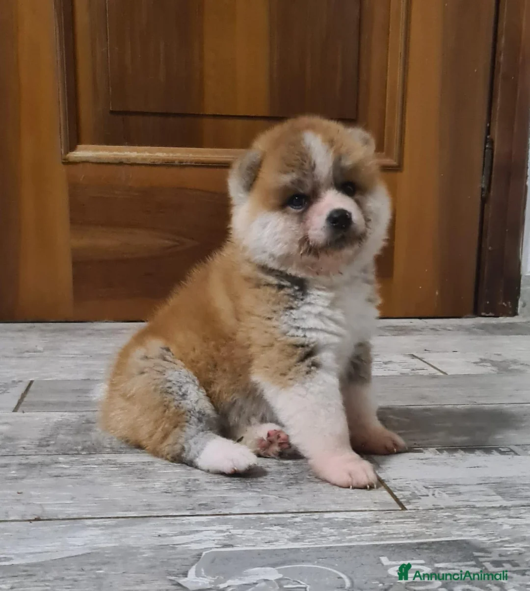 Akita Inu cani in vendita: ULTIMO MASCHIETTO DI AKITA DISPONIBILE LOMBARDIA - Annuncio 1