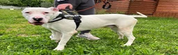 Dogo Argentino cani in regalo: ALBINO DOGO - Annuncio 8
