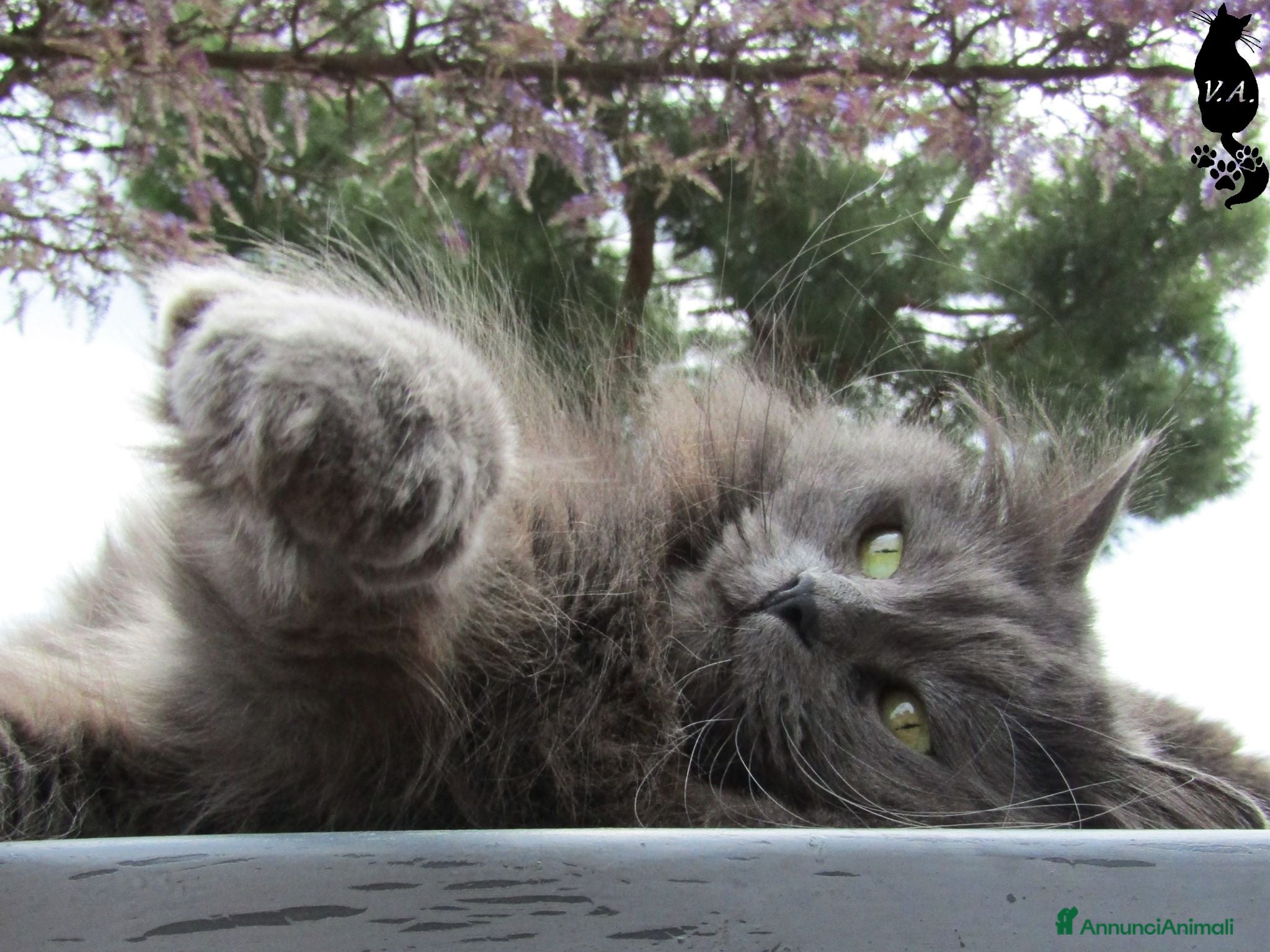 Siberiano gatti per accoppiamento: Gatto siberiano maschio per monte - accoppiamento - Annuncio 1