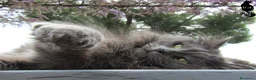Siberiano gatti per accoppiamento: Gatto siberiano maschio per monte - accoppiamento - Annuncio 1