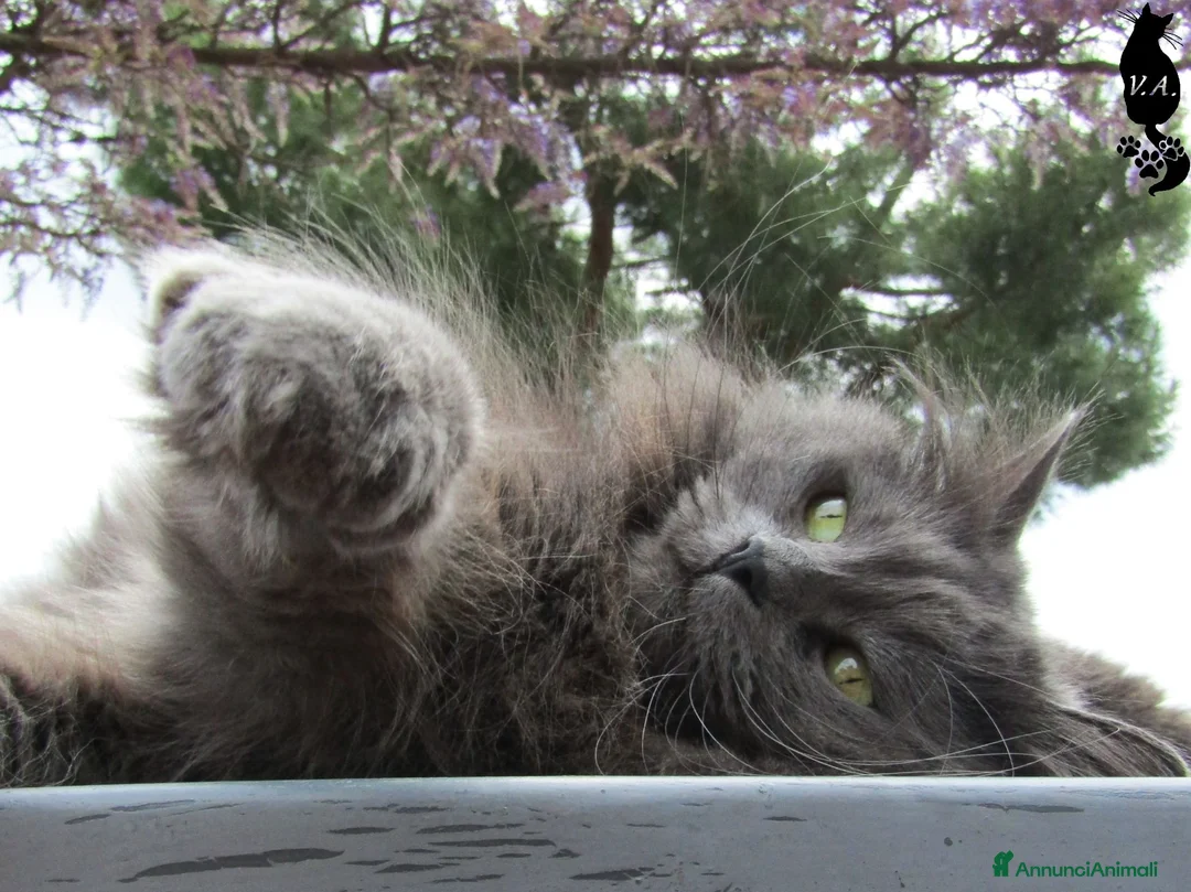 Siberiano gatti per accoppiamento: Gatto siberiano maschio per monte - accoppiamento - Annuncio 1