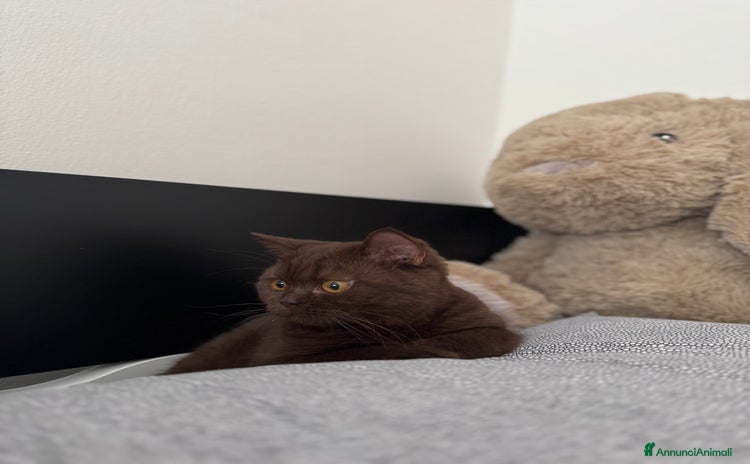 British gatti a Provincia di Verona - Annuncio 5