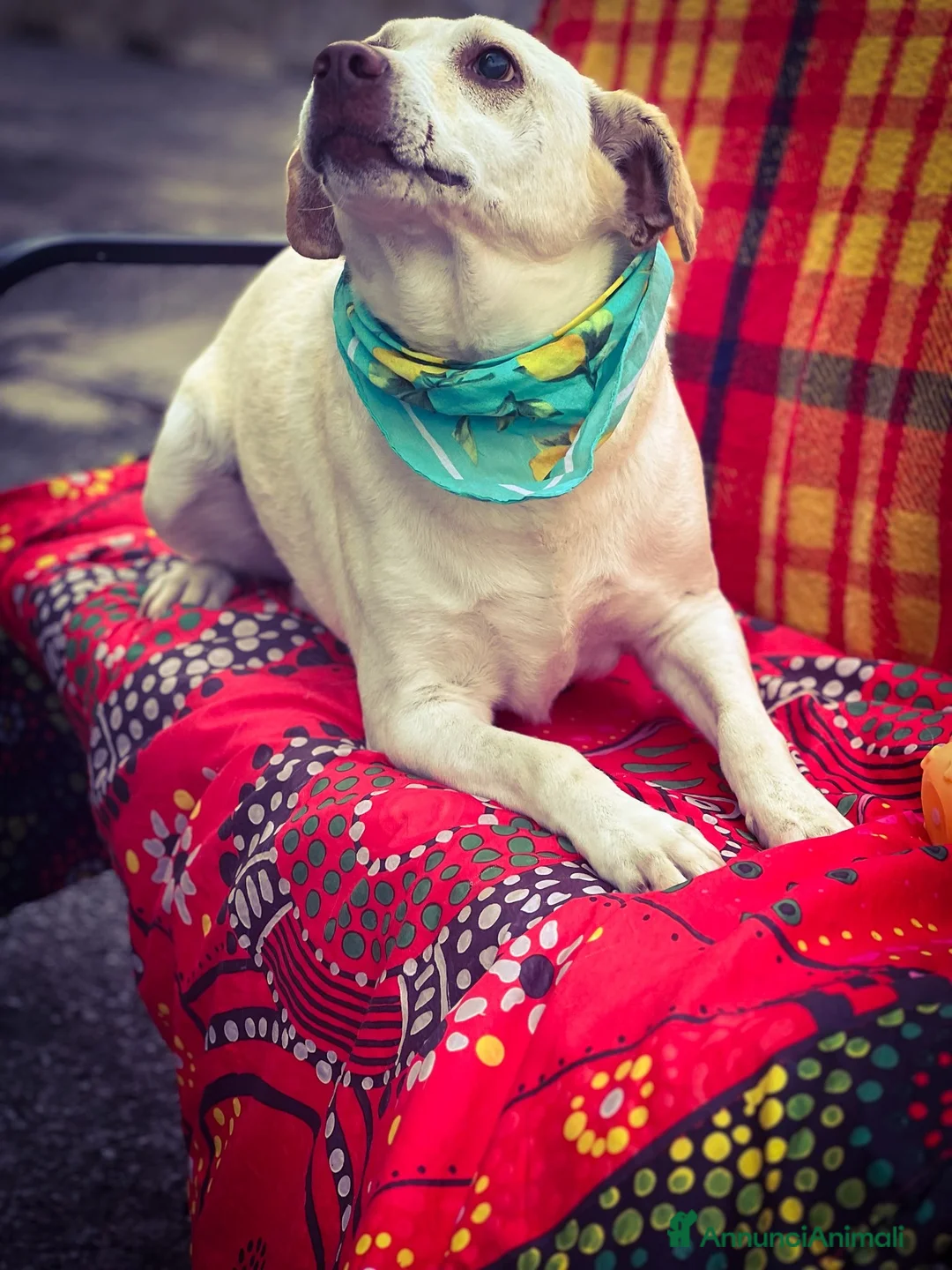 Meticcio cani in regalo: ASOZ.DEL CUORE:divenuto cieco in canile ora triste - Annuncio 1