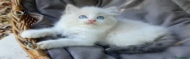 Ragdoll 2