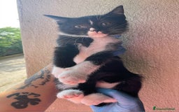 Meticcio gatti in regalo: Lady gattina di 2 mesi  a Provincia di Teramo - Immagine 5