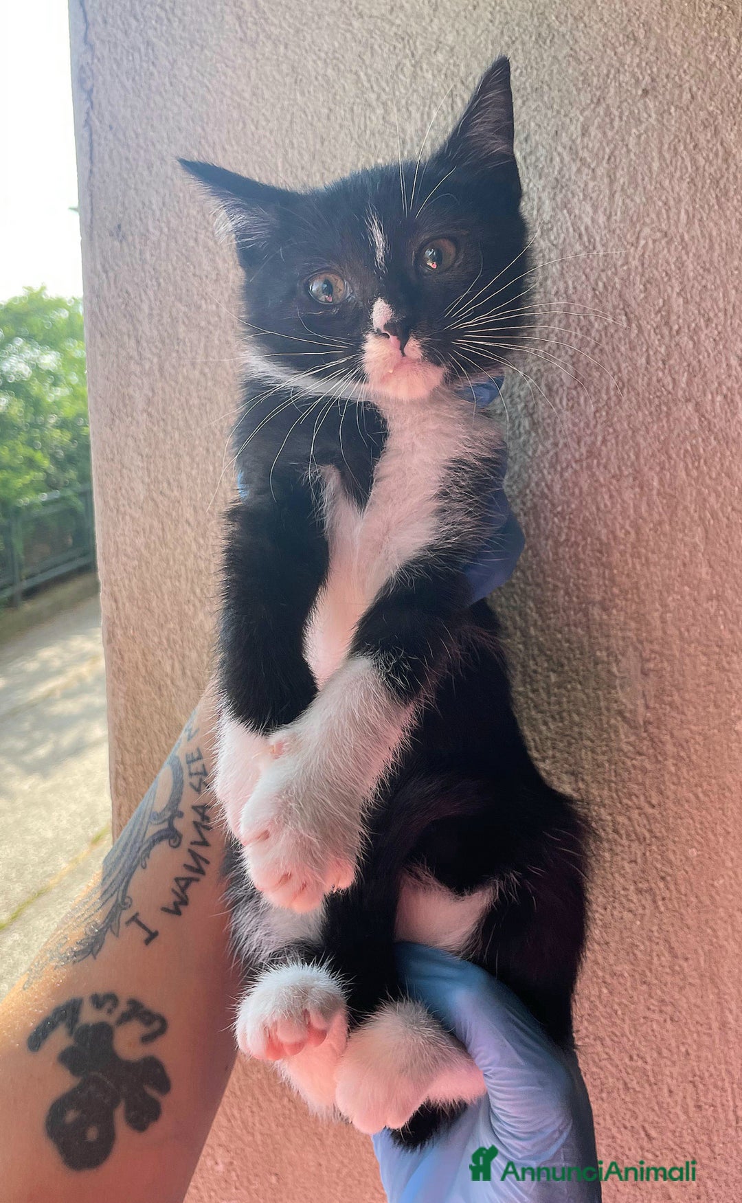 Meticcio gatti in regalo: Lady gattina di 2 mesi  a Provincia di Teramo - Immagine 5