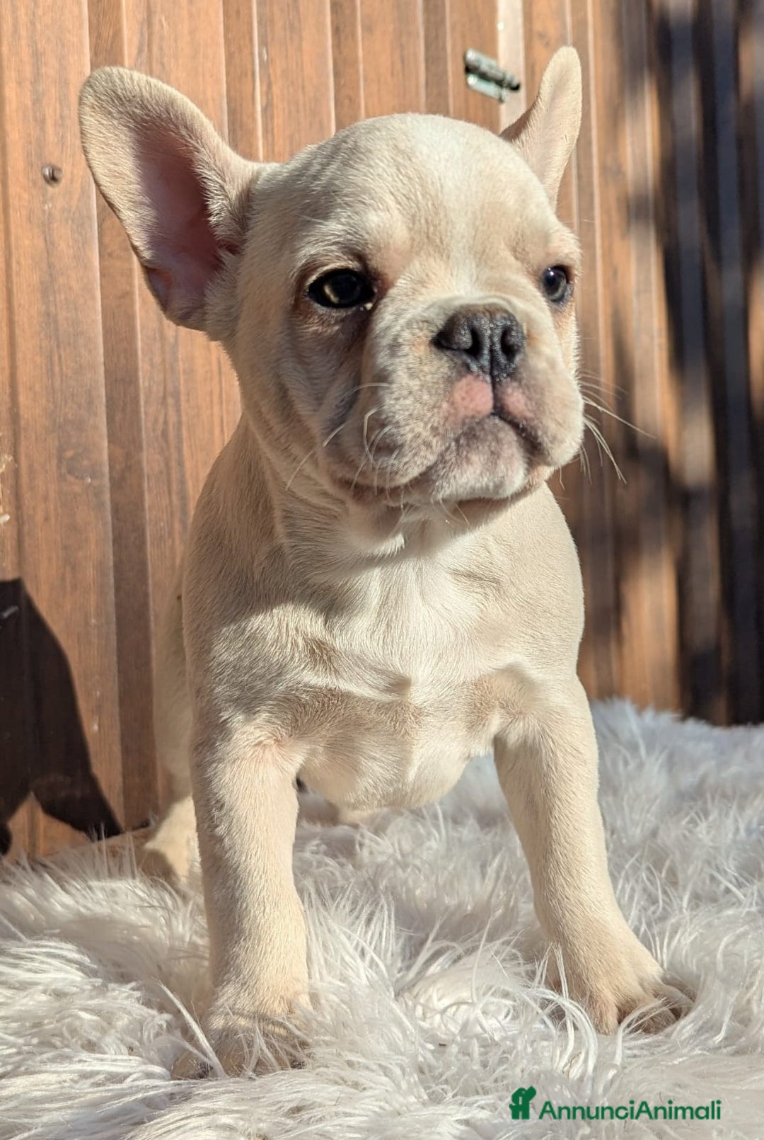 Bulldog Francese cani in vendita: Bulldog francesi blu merle - Annuncio 6