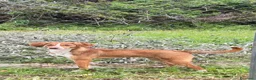 Meticcio cani in regalo: Eric  a Provincia di Bergamo - Annuncio 1