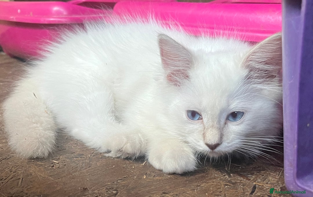 Ragdoll gatti in vendita: Ragdoll cucciolo con pedigree  a Provincia di Pavia - Immagine 4