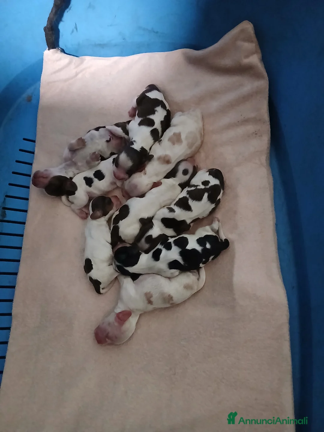 Cocker cani in vendita: Splendidi cuccioli di cocker spaniel inglese  - Annuncio 3
