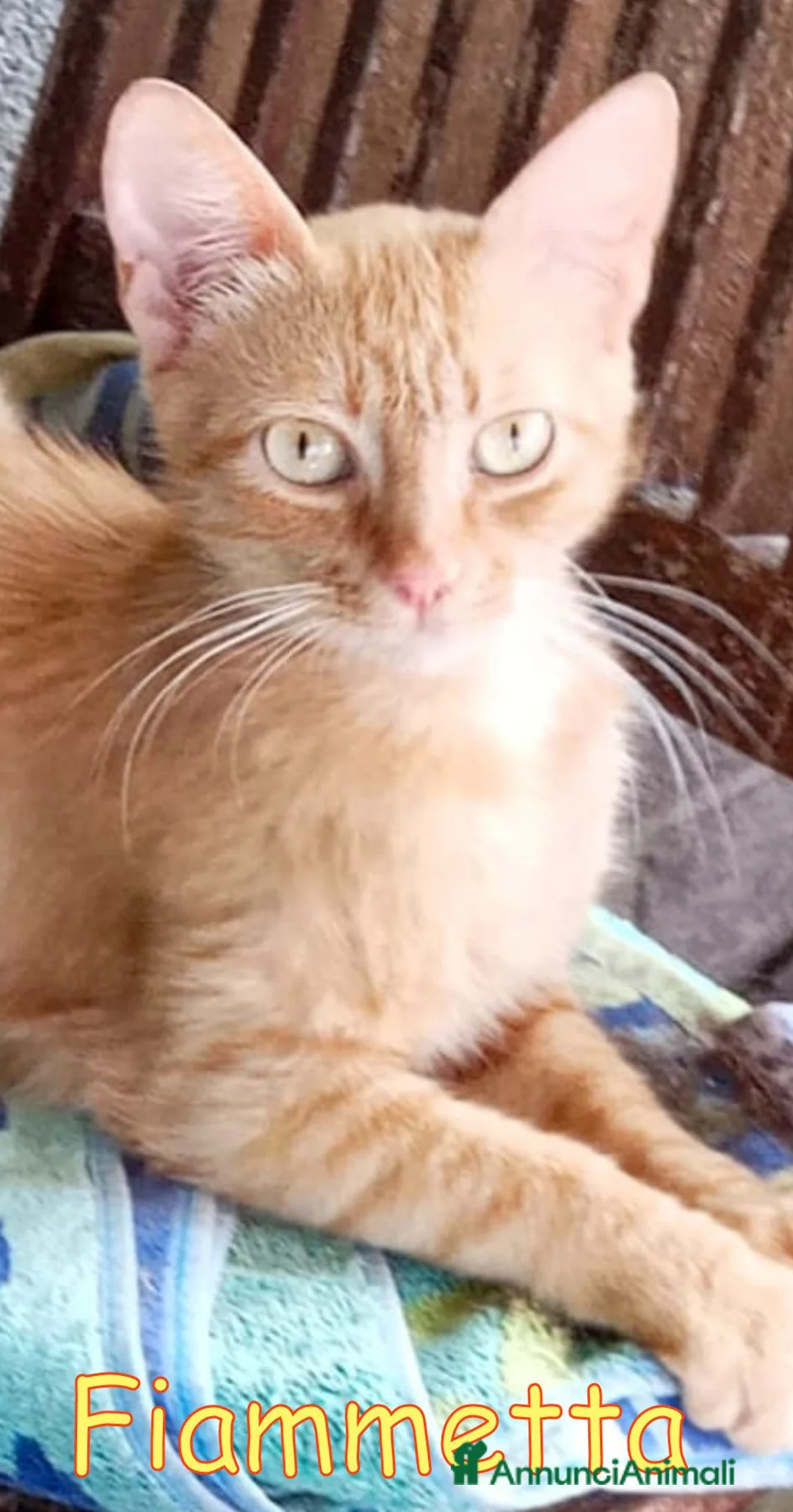 Europeo gatti in regalo: FIAMMETTA GATTINA ROSSO CIPRIA. a Provincia di Livorno - Annuncio 1