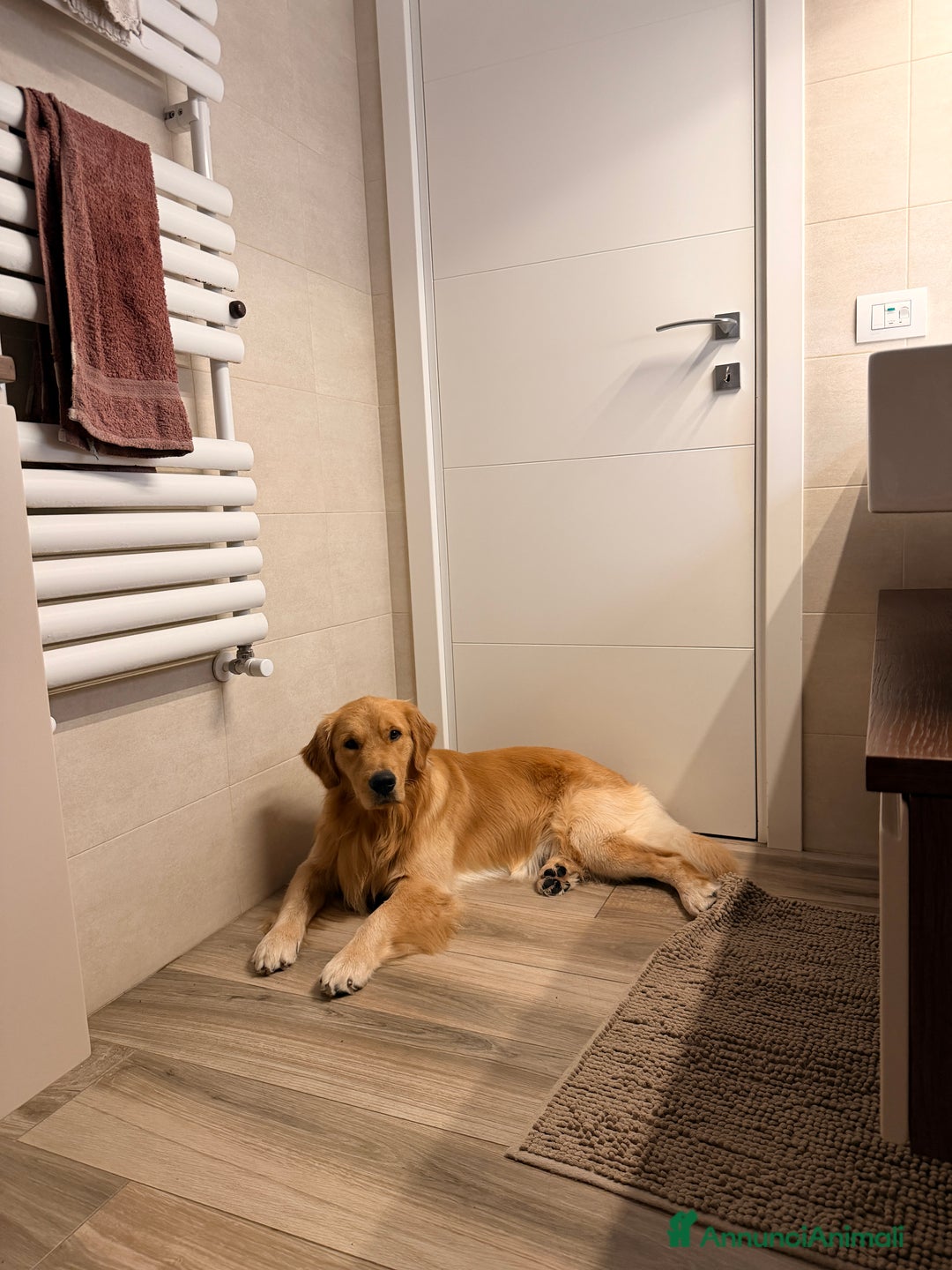 Golden Retriever cani per accoppiamento: Golden Retr. Americano 100% disponibile per monta - Annuncio 4