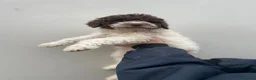 Lagotto cani in vendita: Cuccioli di lagotto - Annuncio 3