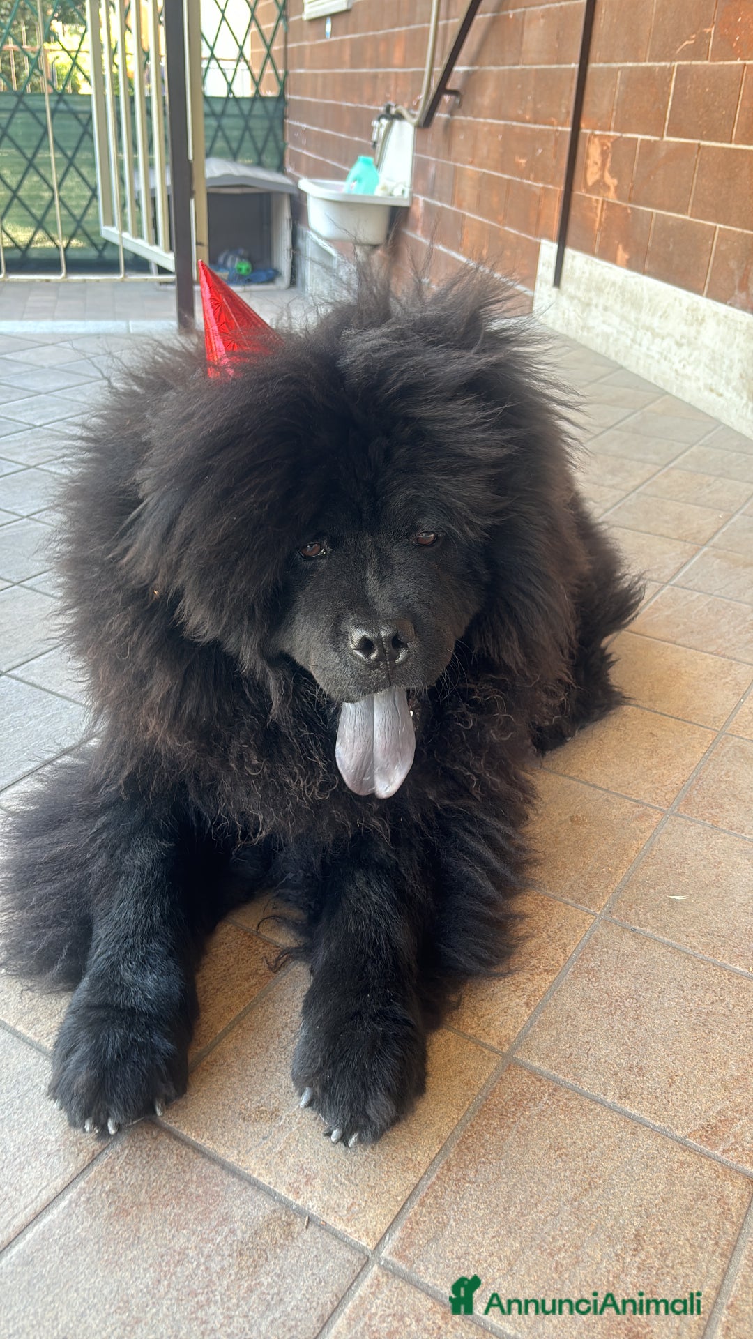 Chow Chow cani per accoppiamento: Chow chow maschio per monta  - Annuncio 4