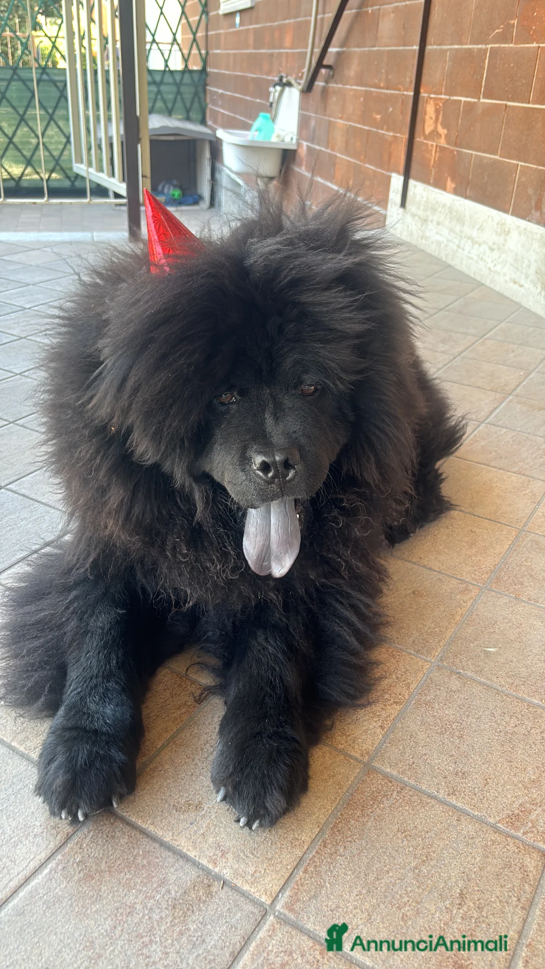 Chow Chow cani per accoppiamento: Chow chow maschio per monta  - Annuncio 4
