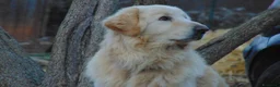 Pastore Maremmano cani in regalo: ROMEO meraviglioso e buonissimo - Annuncio 2
