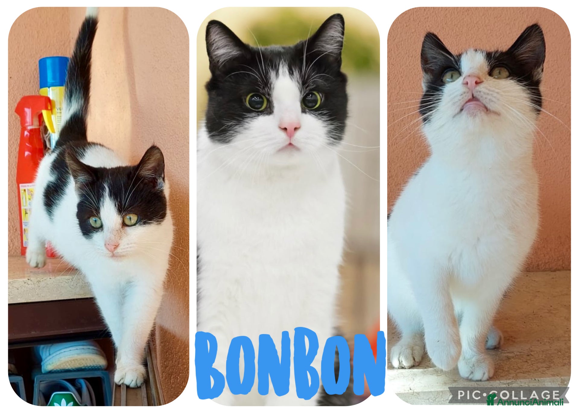 Europeo gatti O4 mesi - Annuncio 6