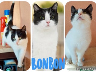 Europeo gatti O4 mesi - Annuncio 11