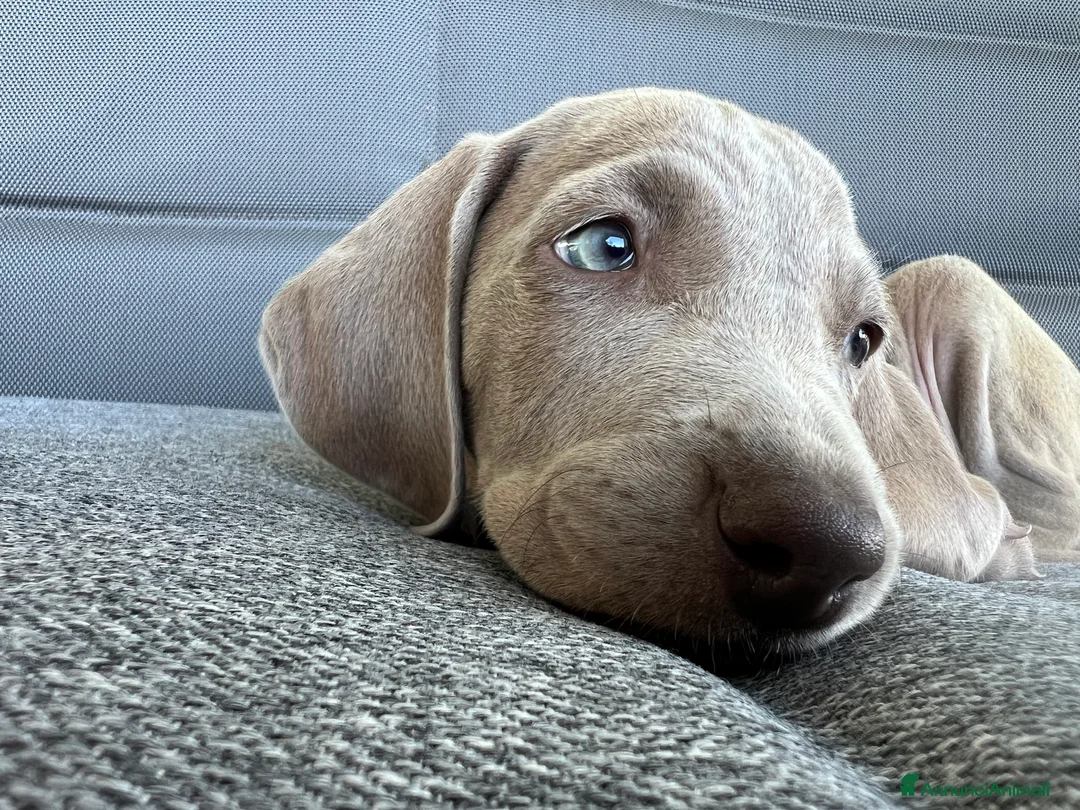 Weimaraner cani in vendita: cuccioli weimaraner grigio argento - Annuncio 1