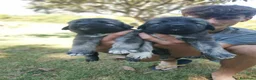 Pastore del Caucaso cani in vendita: Cuccioli di pastore del caucaso  - Annuncio 7