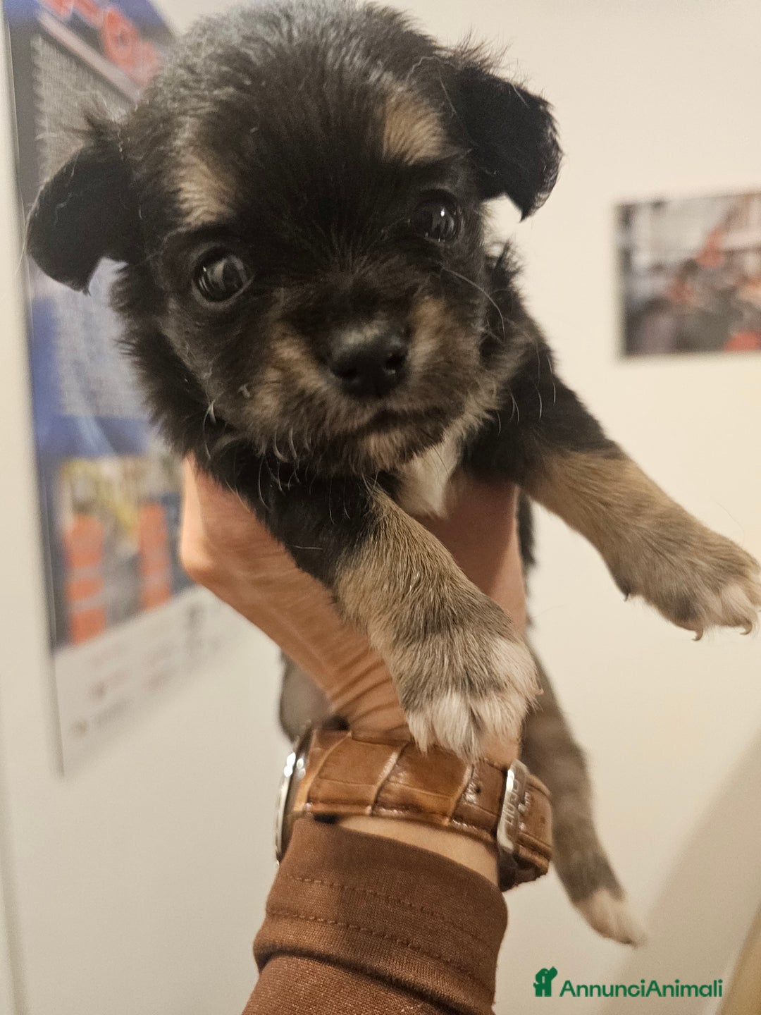 Chihuahua cani in vendita: 2 cucciolo chihuahua - Annuncio 5