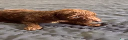 Barboncino Toy cani in vendita: Cuccioli di Barboncino Toy - Annuncio 13