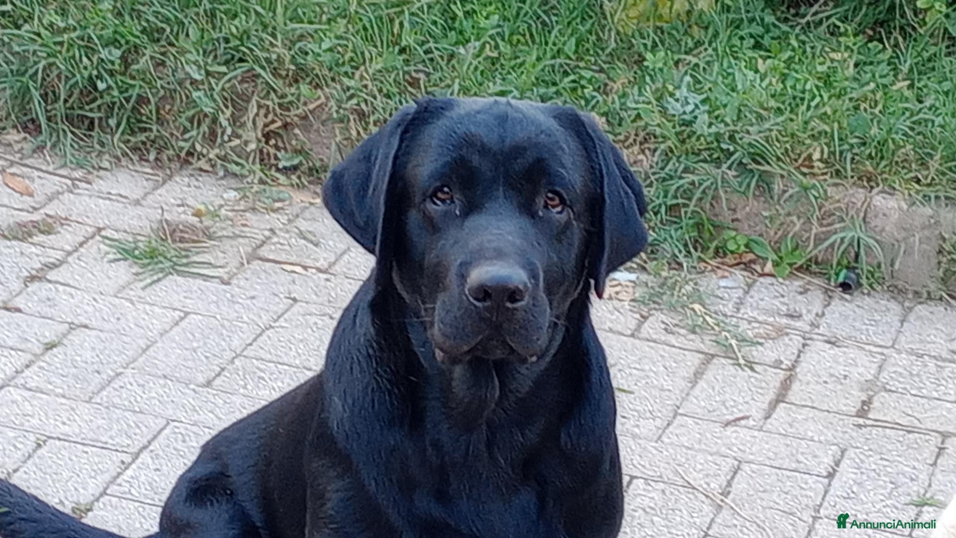 Labrador cani Maschio adulto di Labrador  - Annuncio 1