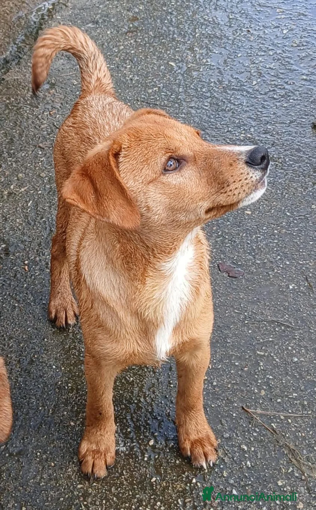 Meticcio cani in regalo: BACK 💙 - cucciolo dolce e buono, ancora in canile a Provincia di Lucca - Annuncio 7