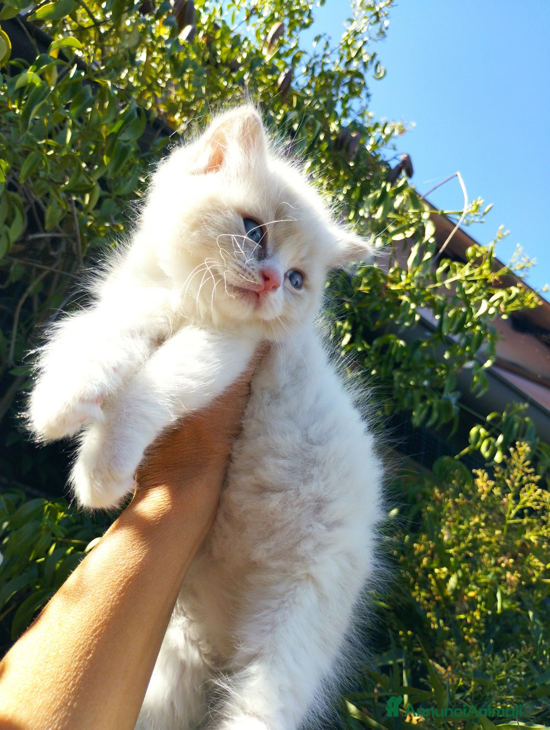 Ragdoll gatti in vendita: Cuccioli RAGDOLL con Pedigree Ministeriale AGI  a Provincia di Teramo - Immagine 7