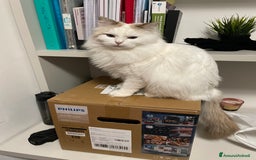 Ragdoll gatti per accoppiamento: Gatto Ragdoll in cerca di una Gatta a Città metropolitana di Milano - Immagine 6