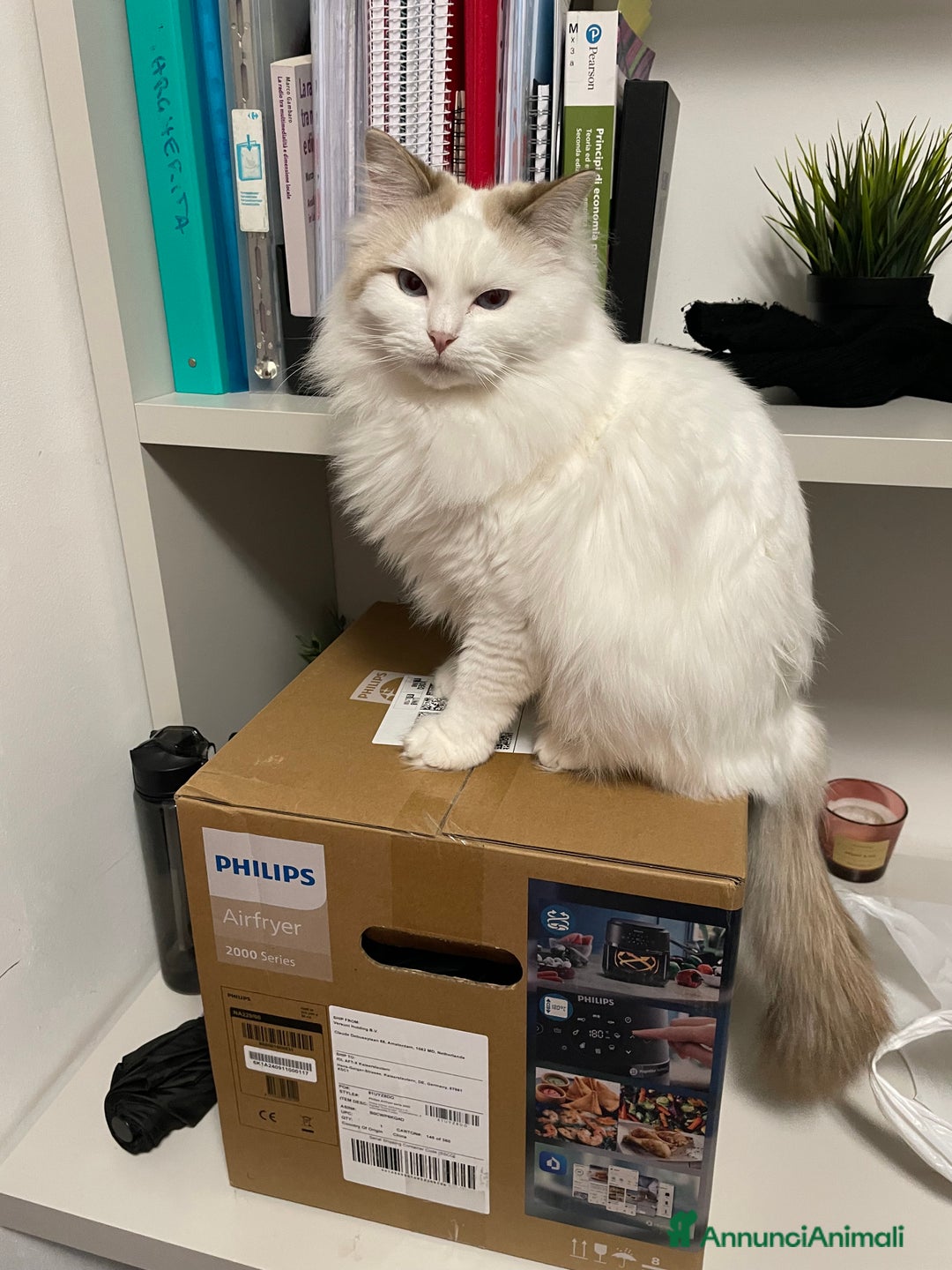 Ragdoll gatti per accoppiamento: Gatto Ragdoll in cerca di una Gatta a Città metropolitana di Milano - Immagine 6