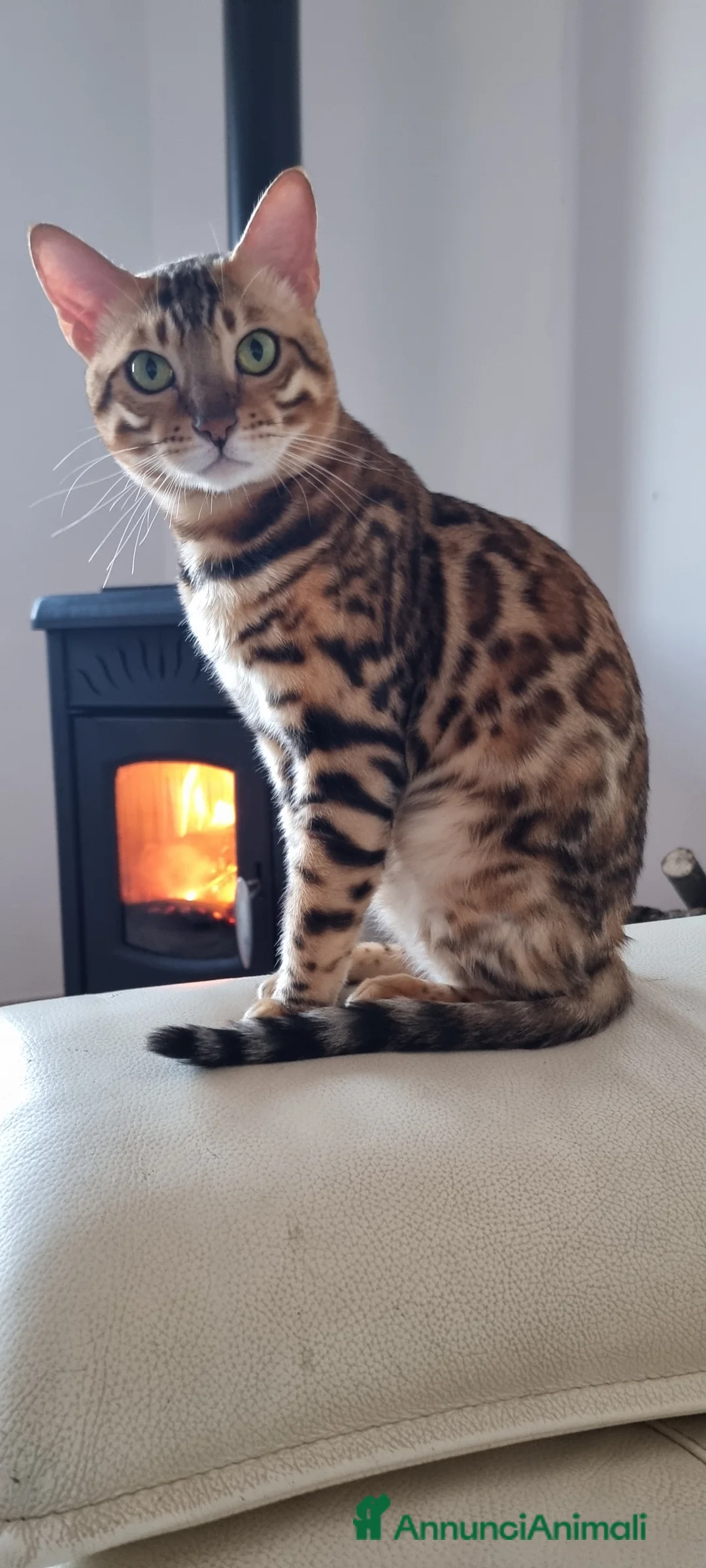 Bengala gatti in vendita: Cucciolo Bengala Snow marble Pedigree  - Annuncio 14