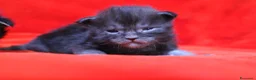 Maine Coon gatti in vendita: Cuccioli maine coon  a Provincia di Vicenza - Annuncio 7