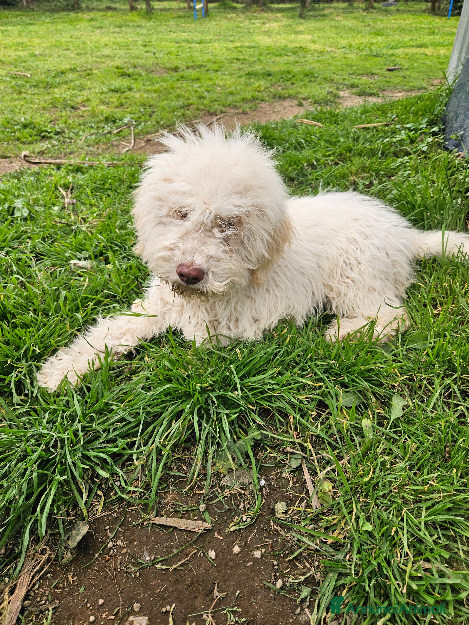 Lagotto cani Cucciolo di Lagotto Romagnolo con pedigree  - Annuncio 1