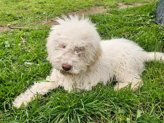 Lagotto cani Cucciolo di Lagotto Romagnolo con pedigree - Annuncio 8
