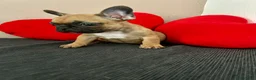 Bulldog Francese cani in vendita: Cucciolo di bulldog francese Mini Toy  - Annuncio 5