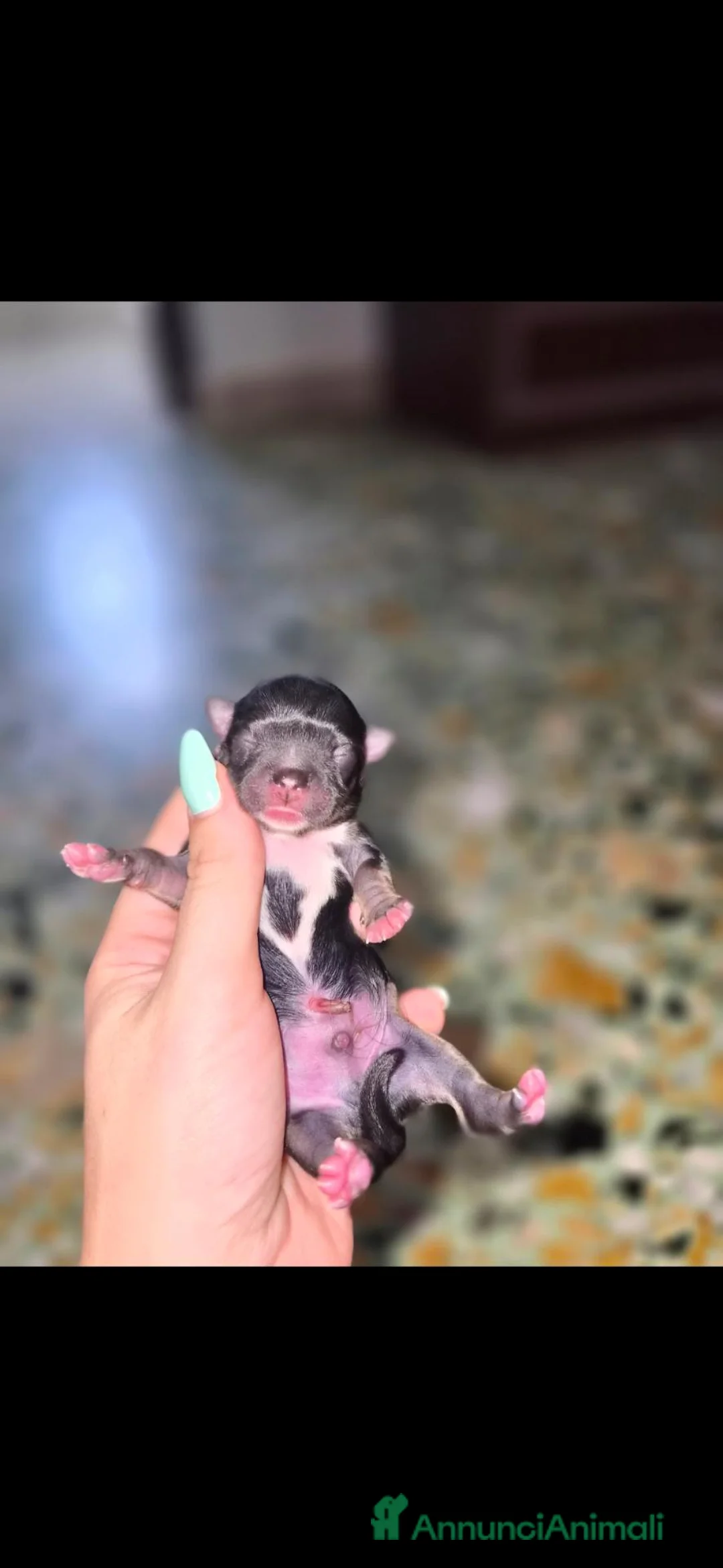 Chihuahua cani in vendita: Chihuahua maschi a Città metropolitana di Palermo - Annuncio 4