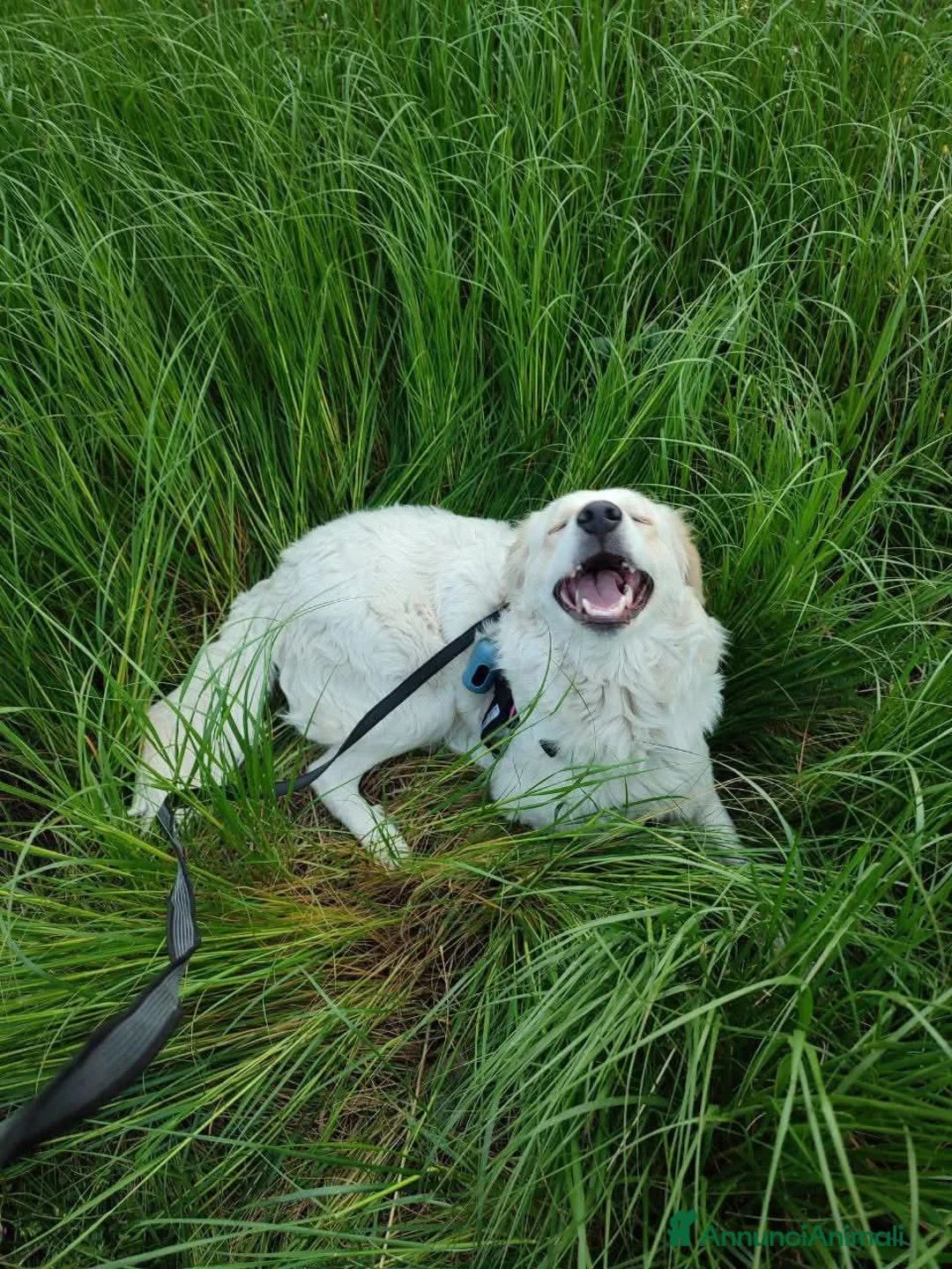 Meticcio cani in regalo: Jimmy, mini maremmano in canile - Annuncio 2