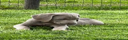 Weimaraner cani in vendita: Cuccioli weimaraner  - Annuncio 2
