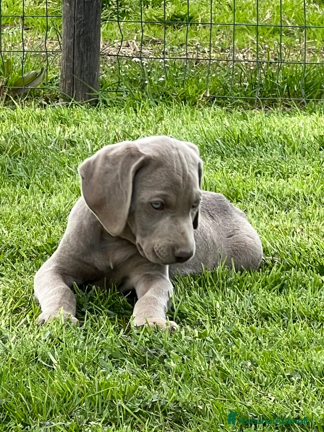 Weimaraner cani in vendita: Cuccioli weimaraner  - Annuncio 2
