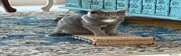 Certosino gatti in regalo: Bellissima certosina, dolce simpatica - Annuncio 2