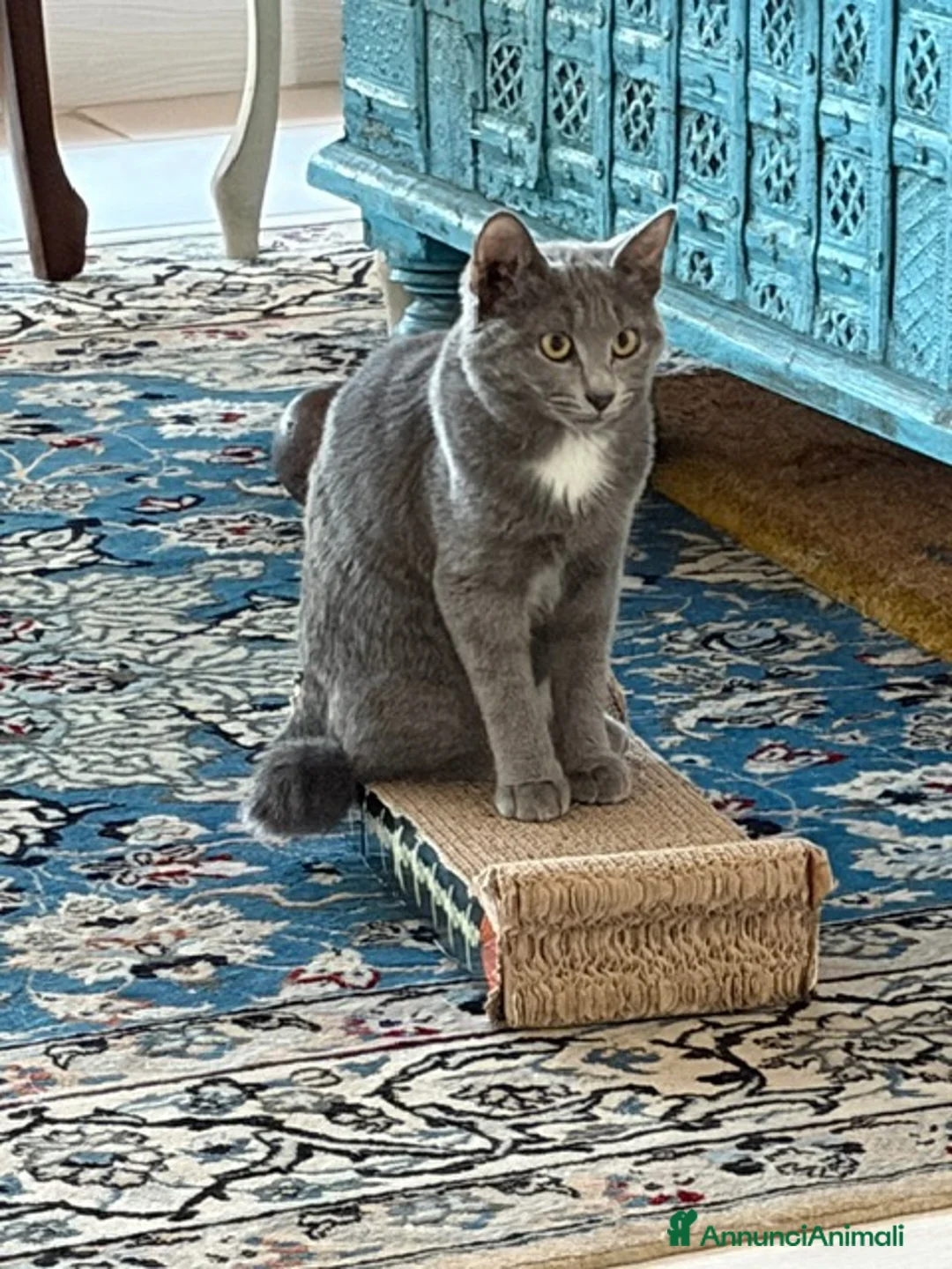 Certosino gatti in regalo: Bellissima certosina, dolce simpatica - Annuncio 2