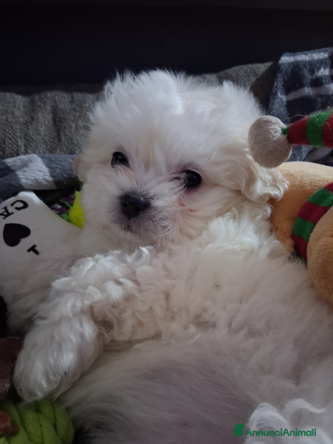 Maltese cani in vendita: Cucciole Maltese - Annuncio 3