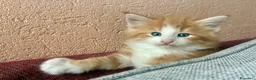 Norvegese gatti in vendita: cucciolo norvegese delle foreste - Annuncio 7
