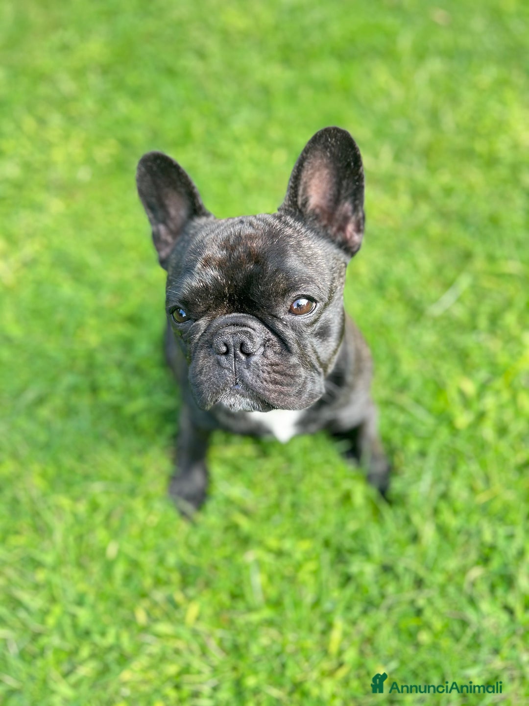 Bulldog Francese cani per accoppiamento: Bulldog francese maschio per accoppiamento  - Annuncio 3