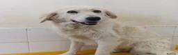Meticcio cani in regalo: Fortuna  - Annuncio 4