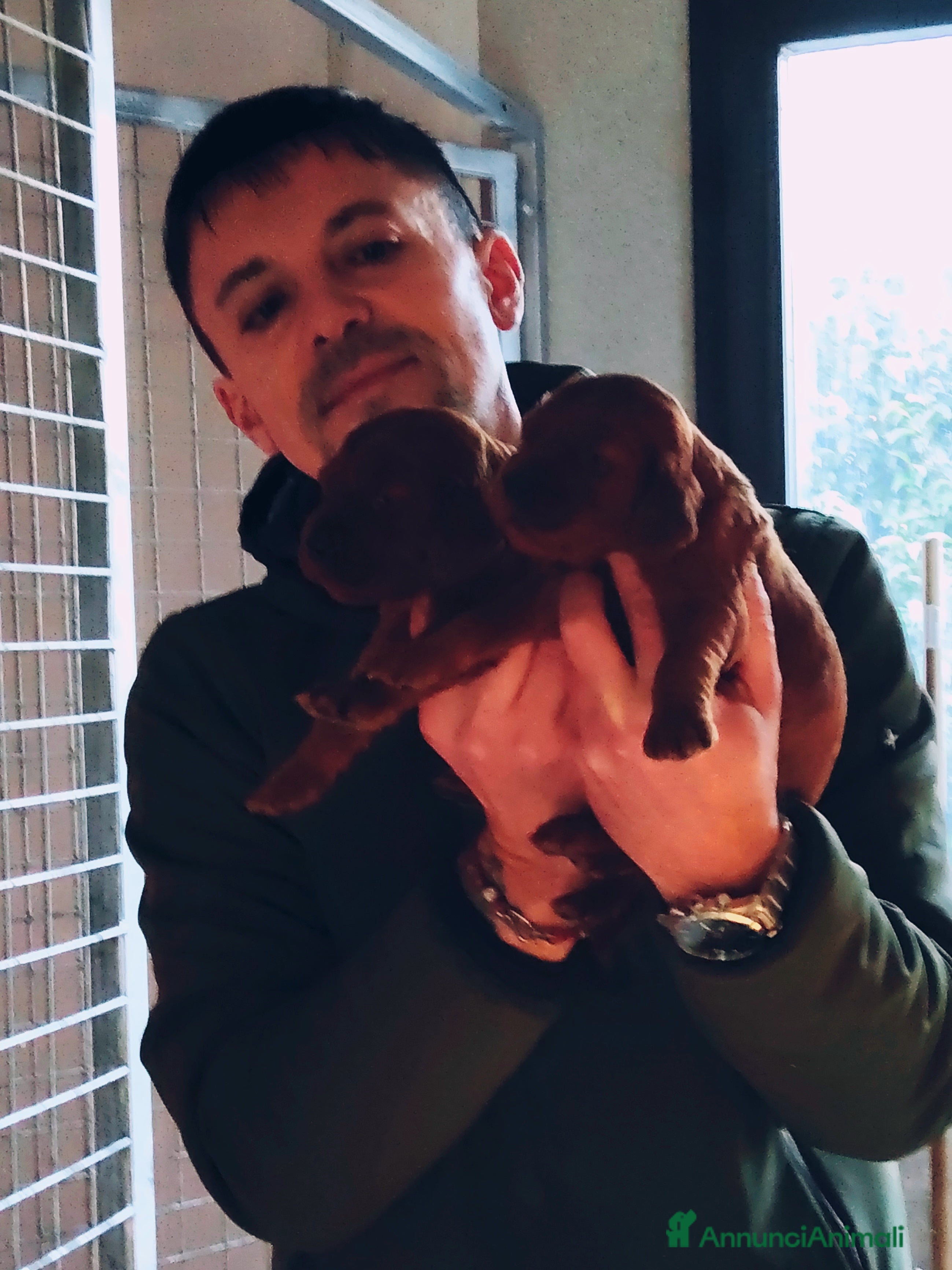 Setter Irlandese cani Setter Irlandese Cuccioli  - Annuncio 1