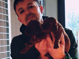 Setter Irlandese cani Setter Irlandese Cuccioli - Annuncio 1