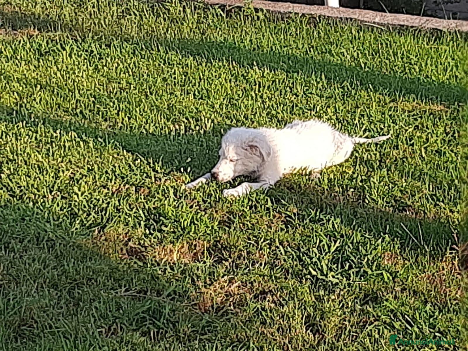 Meticcio cani Totò cerca casa - Annuncio 1